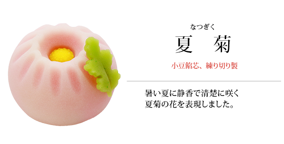 夏菊
